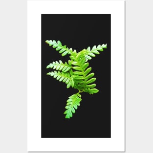 Fern Frond Fresh and Green Posters and Art